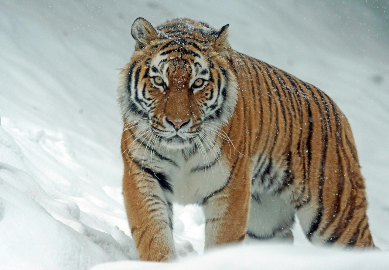 pexels pixabay 302304 (1) (1)